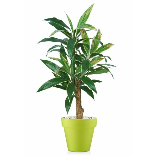 Planta semi-artificiala Ila, Cordyline Exotic Variegated - 120 cm